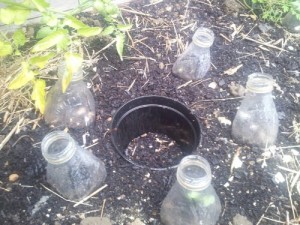 A plastic pot buried to its rim in soil, with seedlings under plastic bottle tops surrounding it.